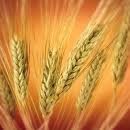 grains paleo grains paleo