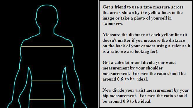 Chest To Waist Ratio Chart