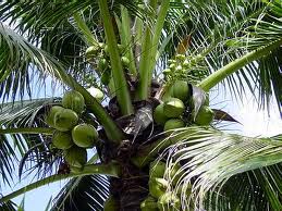 coconuts paleo diet