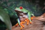 best aerobic exercise frog