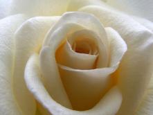 purity flower purity flower