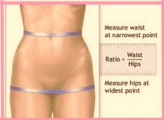 waist to hip ratio